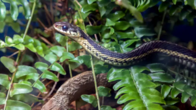 Alerta en Antioquia por aumento de mordeduras de serpientes venenosas: más de 400 casos en 2026