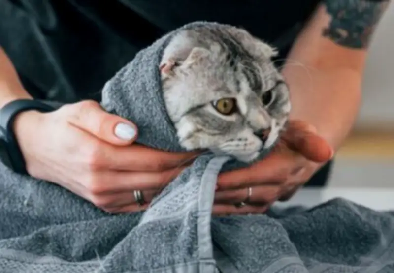 Bogotá lanza curso virtual gratuito de primeros auxilios para mascotas ante emergencias climáticas