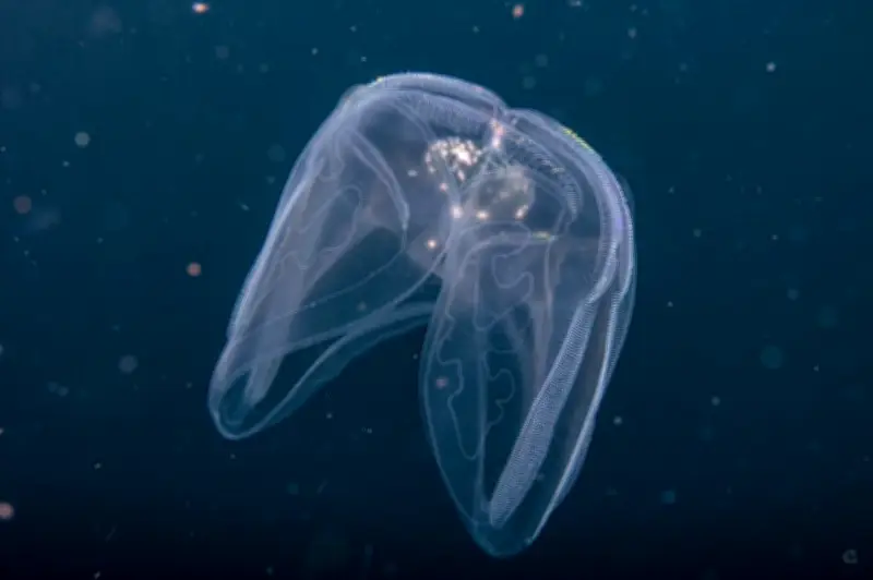 Científicos colombianos descubren seis nuevas especies de medusas peine en aguas nacionales