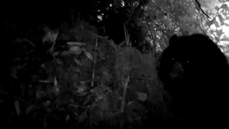 Cámaras trampa confirman presencia de osos de anteojos en Fómeque, Cundinamarca