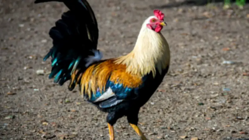 Defensores de las peleas de gallos buscan anular prohibición en la Corte Constitucional