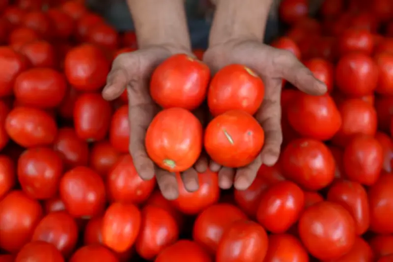Descubra 9 plantas sorprendentes que son parientes cercanos del tomate