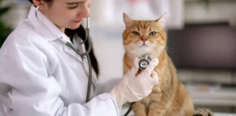 Estudio revela que gatos domésticos tienen mayor exposición al bisfenol A en interiores