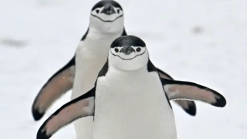 Gripe aviar H5N1 amenaza con extinguir especies únicas de la Antártida