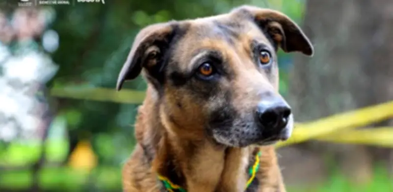 Indignación en Barbosa: Policía dispara a perro durante persecución, caso bajo investigación