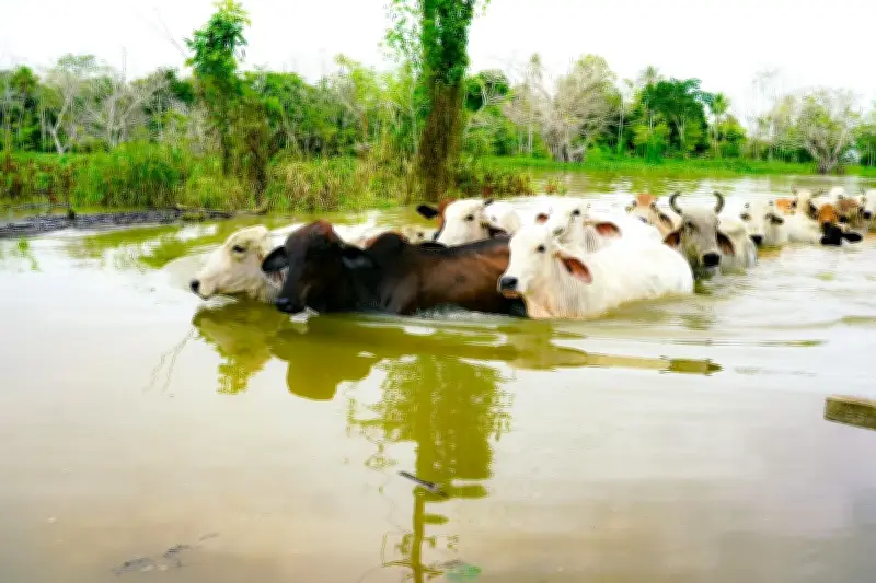 Inundaciones en Colombia dejan más de 3.166 bovinos muertos y afectan 27.075 predios ganaderos
