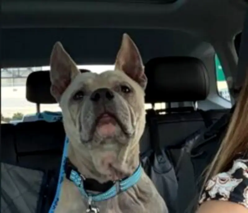 Lazybone: Rescatado 40 minutos antes de su eutanasia programada en refugio