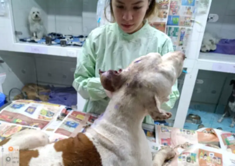 Patrulla Animal de Bucaramanga incrementa denuncias y casos atendidos de maltrato