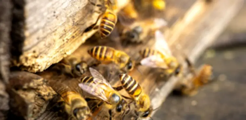 Perú otorga derechos legales a abejas sin aguijón: un hito histórico para la Amazonía