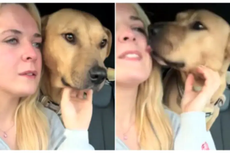 Perro rescatado consuela a su cuidadora durante emotiva despedida hacia su nuevo hogar