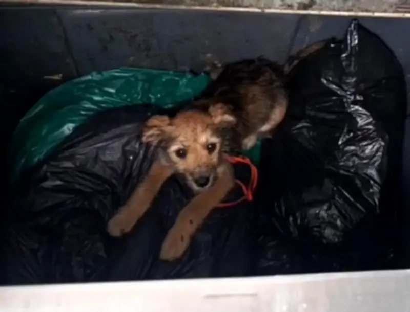 Rescatan a perrita abandonada en contenedor de basura en Tunja y es adoptada por héroe civil