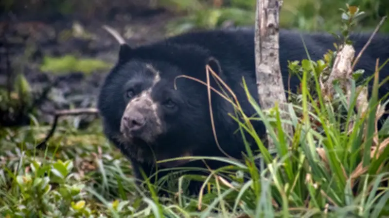 Revelan resultados de necropsia del oso Tamá: hallazgos tras su trágica muerte durante traslado