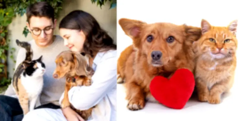 San Valentín con adopción responsable: IDPYBA organiza jornada especial en Engativá con 20 animales
