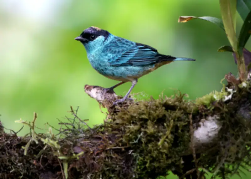 Valle del Cauca declara 12 municipios como 'Ciudades de las Aves' para impulsar el turismo ecológico