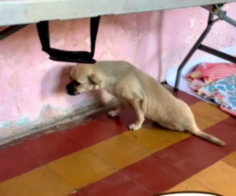 Zoe, la perrita atropellada en Leticia, necesita cirugía urgente para sobrevivir