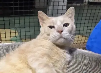 Aarón, el gato de 15 años con VIF que busca un hogar definitivo en Medellín