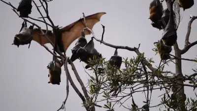 Alerta en el Valle del Cauca por aparición diurna de murciélagos; analizan posible rabia