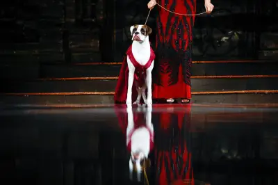 Anthony Rubio presenta colección de moda para mascotas en Colombia