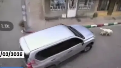 Atropello de perrita en Kennedy: conductor huye tras embestir a akita japonés grabado en cámara