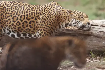 Avistamiento de jaguar en El Tuparro evidencia salud de ecosistema colombiano