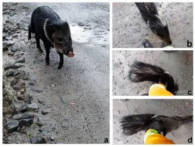 Avistamiento inusual de pecarí solitario en Parque Nacional Puracé alerta a científicos