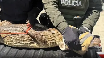 Babilla de 2 metros causa alarma en vivienda del norte de Bucaramanga