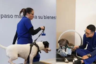 Bivett inaugura primer centro de medicina deportiva y rehabilitación para mascotas en Colombia