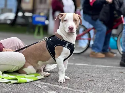 Bogotá celebra San Valentín con jornadas gratuitas de atención y formación para animales