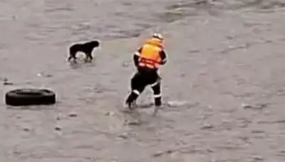 Bombero perdió la vida al intentar rescatar a un perro en el río Rímac de Perú