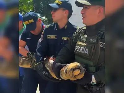Bomberos de Bucaramanga rescatan babilla en vivienda rural de Santa Rita