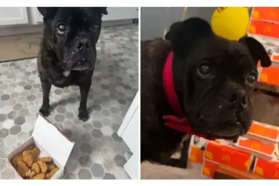 Bulldog con cáncer terminal vive 7 meses más gracias a dieta de McDonald's