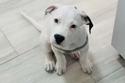 Cachorro Bauzi busca hogar tras ser abandonado tras compra navideña en Chía