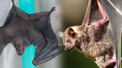 Cali alberga menos de 18 especies de murciélagos: Dagma desmiente mitos y pide protección