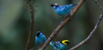 Cali brilla como epicentro del aviturismo con exitosa Colombia BirdFair 2026