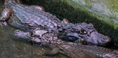 Cali devuelve babillas al Pacífico: operación silenciosa rescata cuatro ejemplares del humedal Ciudad Jardín