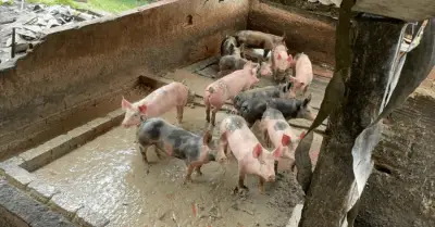 CAR suspende granja porcina en La Calera por vertimientos ilegales y malos olores