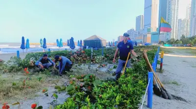 Cartagena refuerza protección costera con siembra de Uvita de Playa y limpieza en Bocagrande