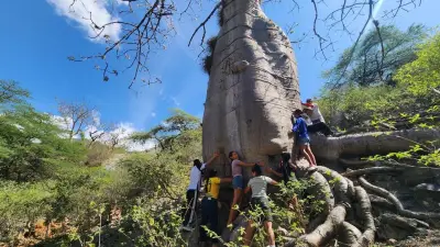 Cepitá lidera proyecto para salvar la ceiba barrigona con vivero y turismo comunitario