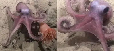 Científicos chilenos descubren nueva especie de pulpo en aguas profundas del Pacífico Suroriental