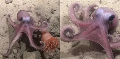 Científicos chilenos descubren nueva especie de pulpo en aguas profundas del Pacífico