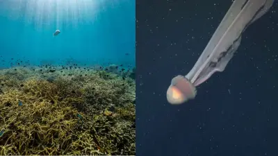 Científicos descubren medusa fantasma gigante en aguas profundas de Argentina