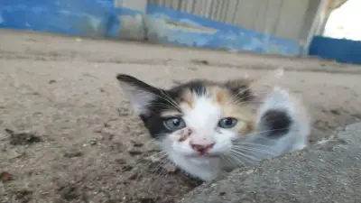 Comunidad denuncia aparición de gatos muertos en barrios del suroriente de Cali