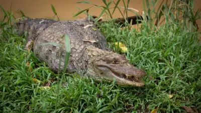 Contaminación obliga a reubicar babillas del Caño Pozo Siete en Barrancabermeja