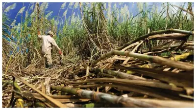 Crisis del etanol en Colombia: alerta por posible desabastecimiento y fin de contratos