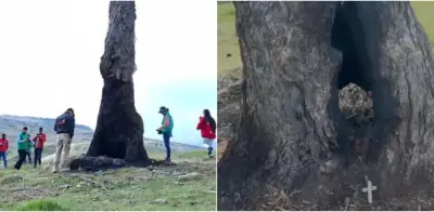 Denuncian ante la Fiscalía incendio del Palo del Ahorcado, emblemático árbol de peregrinación en Bogotá