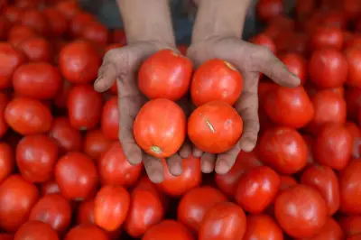 Descubra 9 plantas sorprendentes que son parientes cercanos del tomate