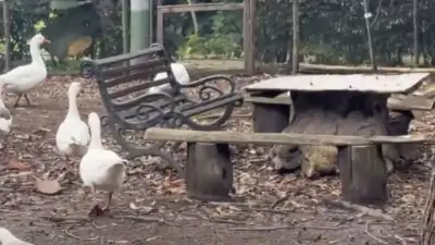 Distrito responde a denuncia contra Galán por refugio animal sin permisos en parque público