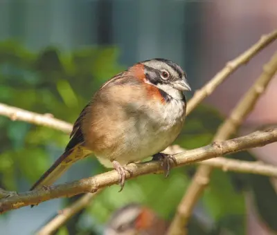 El canto de las aves en Bogotá: un lujo que se concentra en barrios de estratos altos