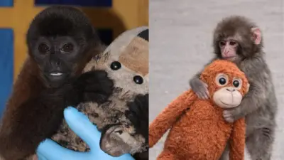El drama del churuco colombiano: El mono que refleja el trauma del tráfico de fauna silvestre