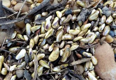 El mejillón dorado avanza rápidamente en la Amazonia: científicos alertan sobre invasión biológica